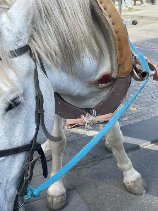 Գյումրիում ձիու նկատմամբ կառապանի դաժան վերաբերմունքի փաստի առթիվ նախաձեռնվել է քրեական վարույթ