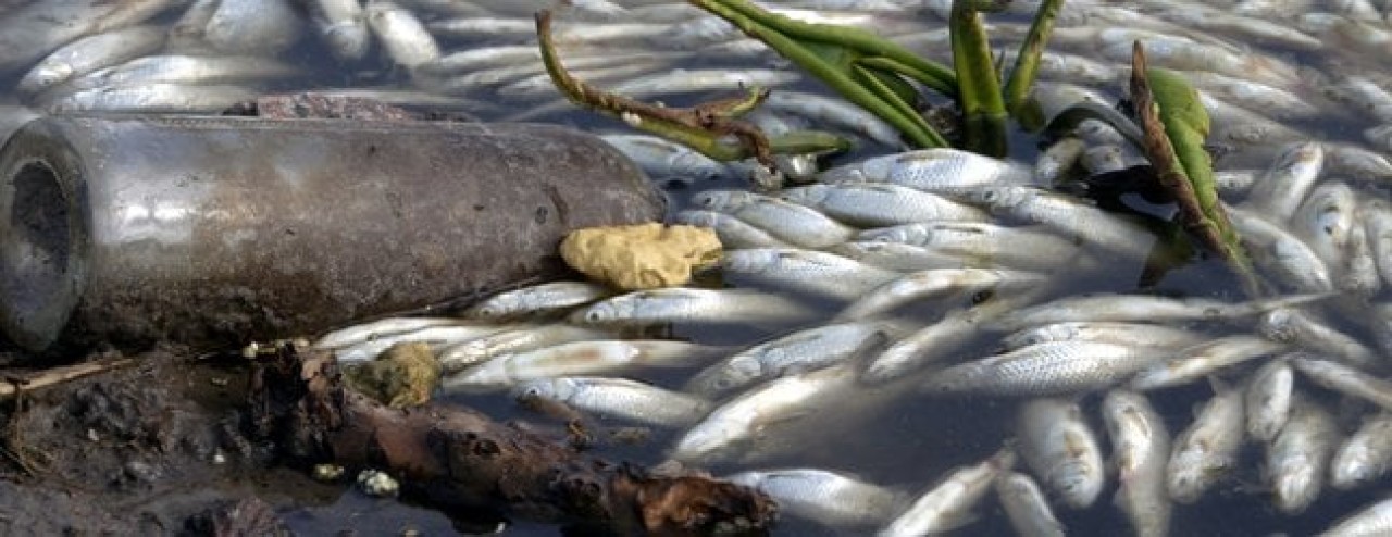«Ժողովուրդ». Ահազանգ․ անկած ձկներ են վաճառվում