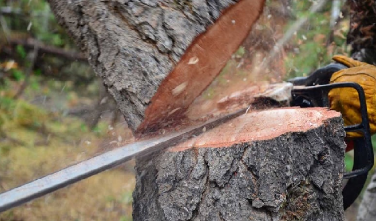 Անտառապետին և անտառապահին մեղադրանք է ներկայացվել. ապօրինի կերպով հատվել է 2000-ից ավելի ծառ