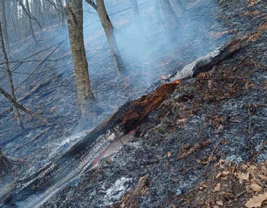 «Դիլիջան ազգային պարկ»-ում ծառեր են այրվել