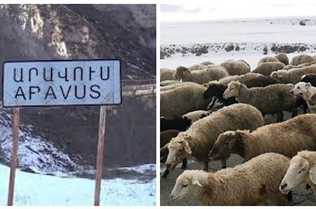 Ադրբեջանցիները Արավուսից մոտ 230 ոչխար են գողացել. Տեղի համայնքապետն ու ավագանու անդամը մանրամասներ են ներկայացնում