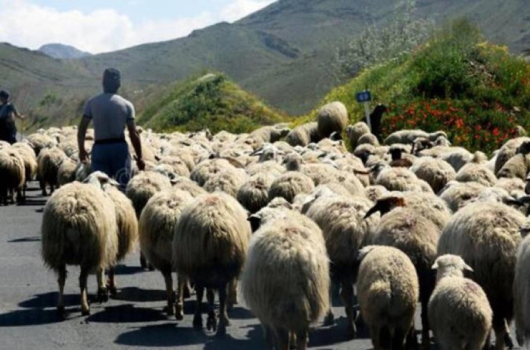 Ադրբեջանցիներն Արավուսի սահմանից գողացած ոչխարները վերադարձրել են