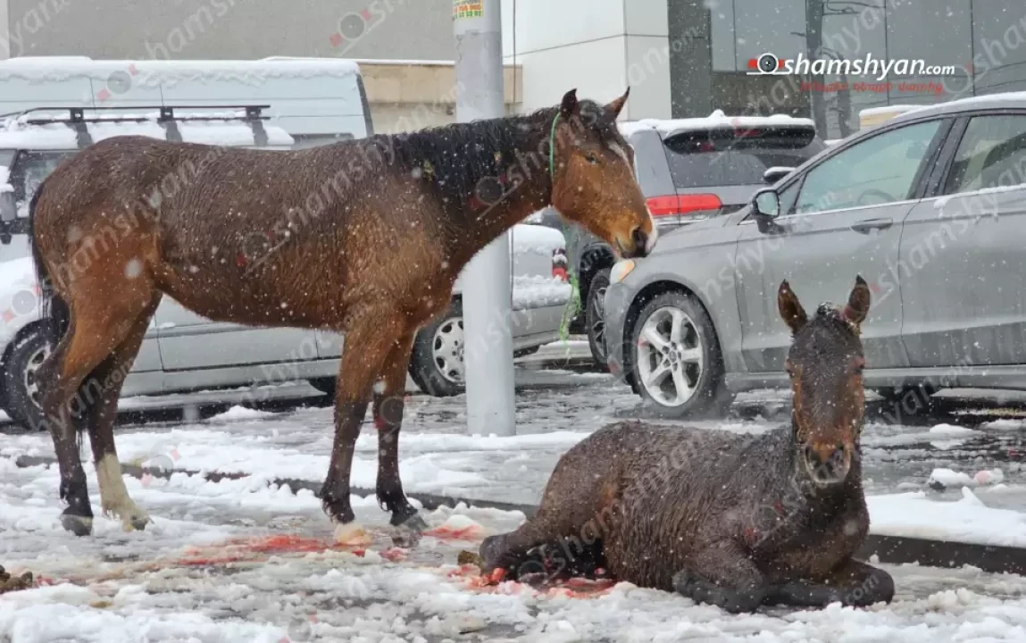 Երևանում ձին և վիրավոր քուռակը անօգնական վիճակում հայտնվել են փողոցում. մի քանի ժամ է՝ ոչ մի պատկան կառույց չի բարեհաճում ժամանել ու օգնություն ցուցաբերել